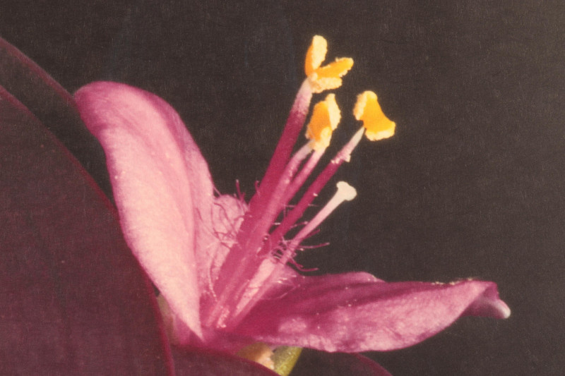 Jonathan Singer - Color Photo Print A/P