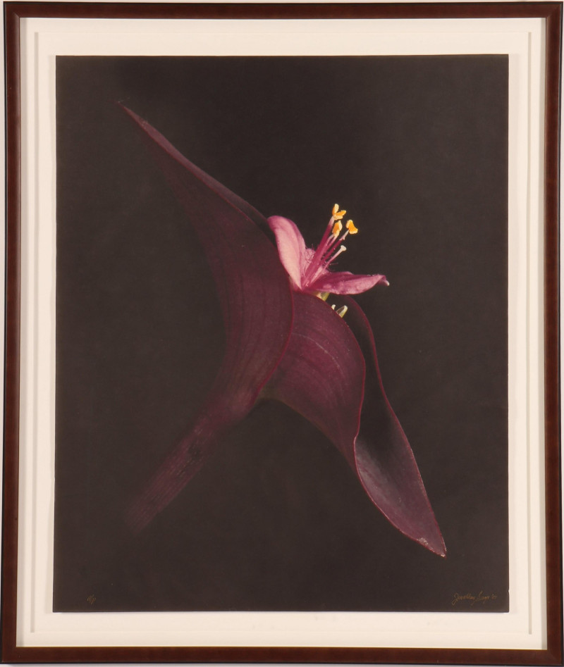 Jonathan Singer - Color Photo Print A/P