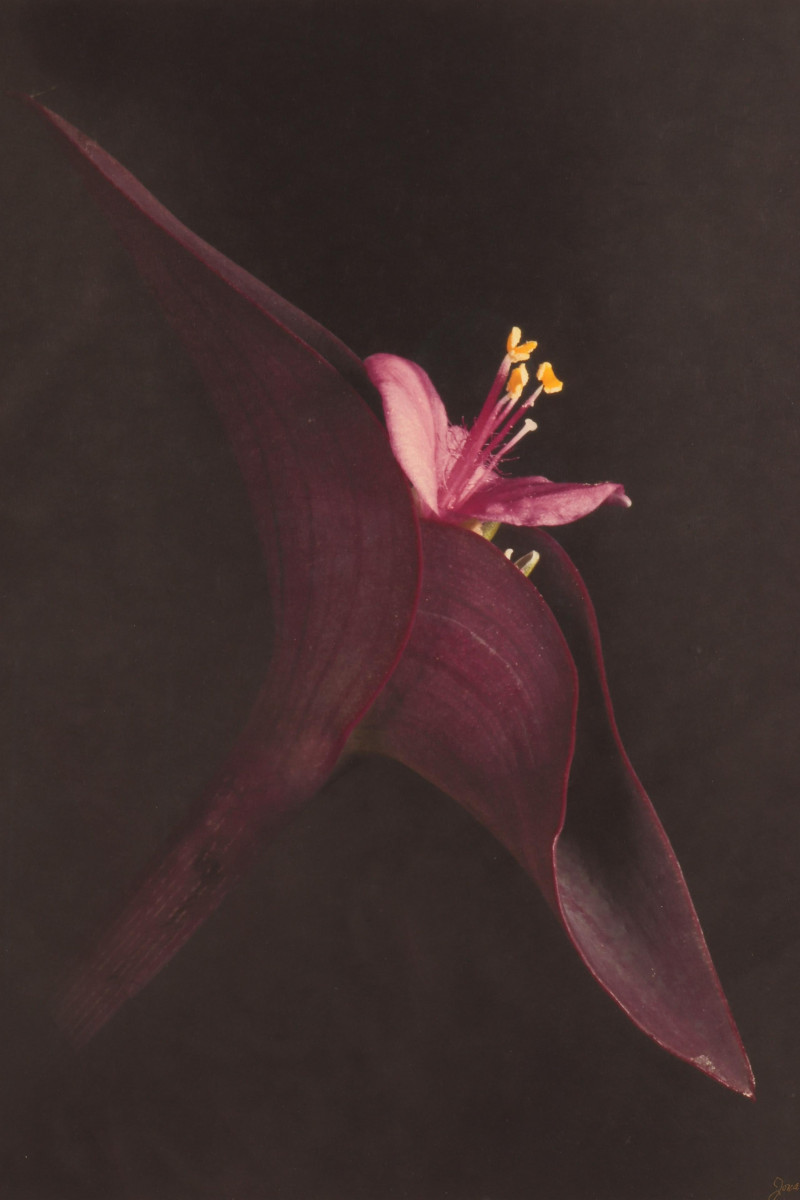 Jonathan Singer - Color Photo Print A/P