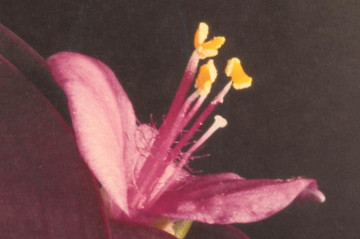 Jonathan Singer - Color Photo Print A/P