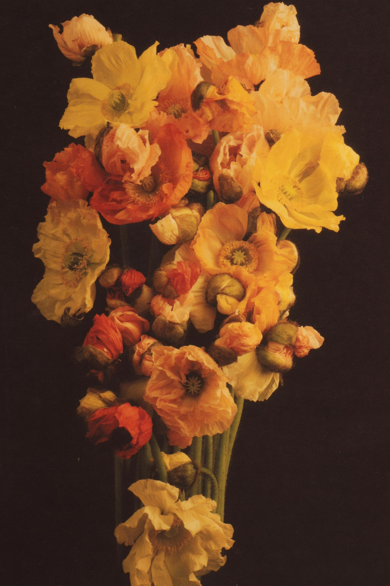 Jonathan Singer - Color Photo Print A/P