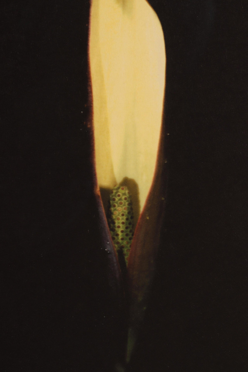 Jonathan Singer - Color Photo Print A/P