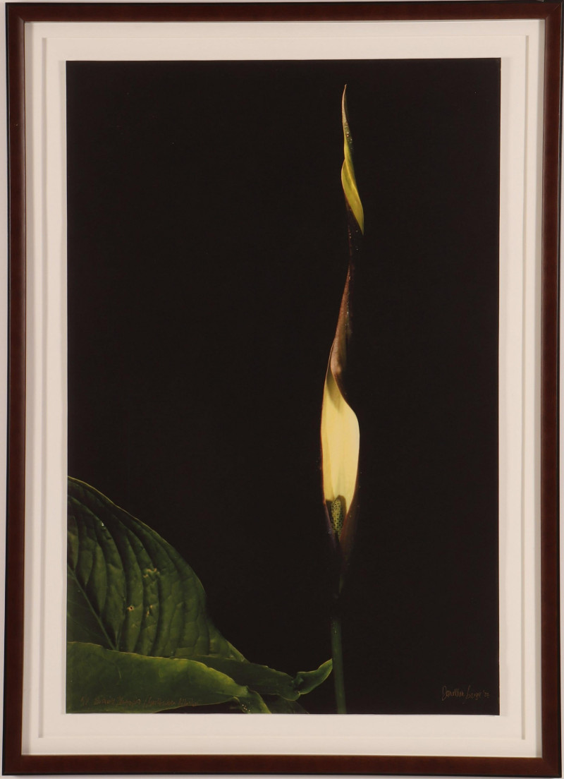 Jonathan Singer - Color Photo Print A/P