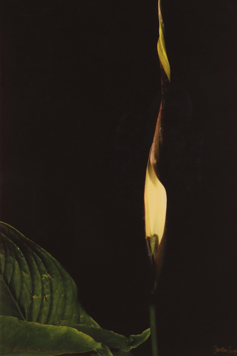 Jonathan Singer - Color Photo Print A/P