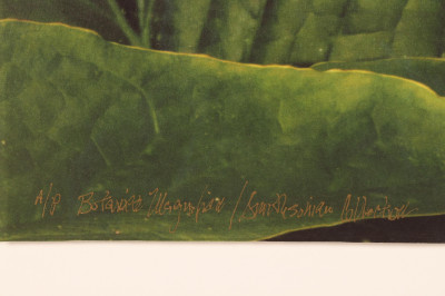 Jonathan Singer - Color Photo Print A/P