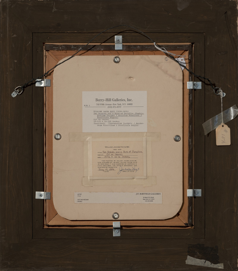 William Jacob Hays - Two Orchids and a Bird of Paradise