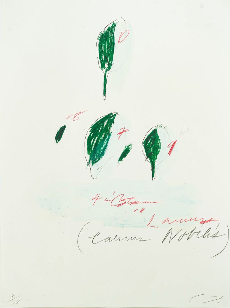 Cy Twombly - Laurus Nobilis, from: Natural History, Part II, Some Trees of Italy