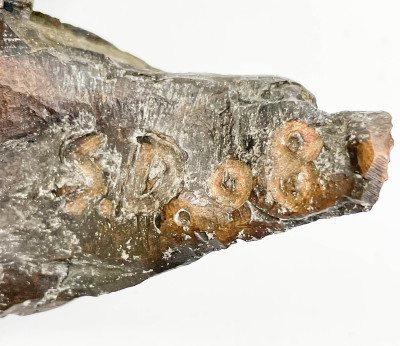 Seena Donneson - Corn Husk Wall Mounted Sculpture III