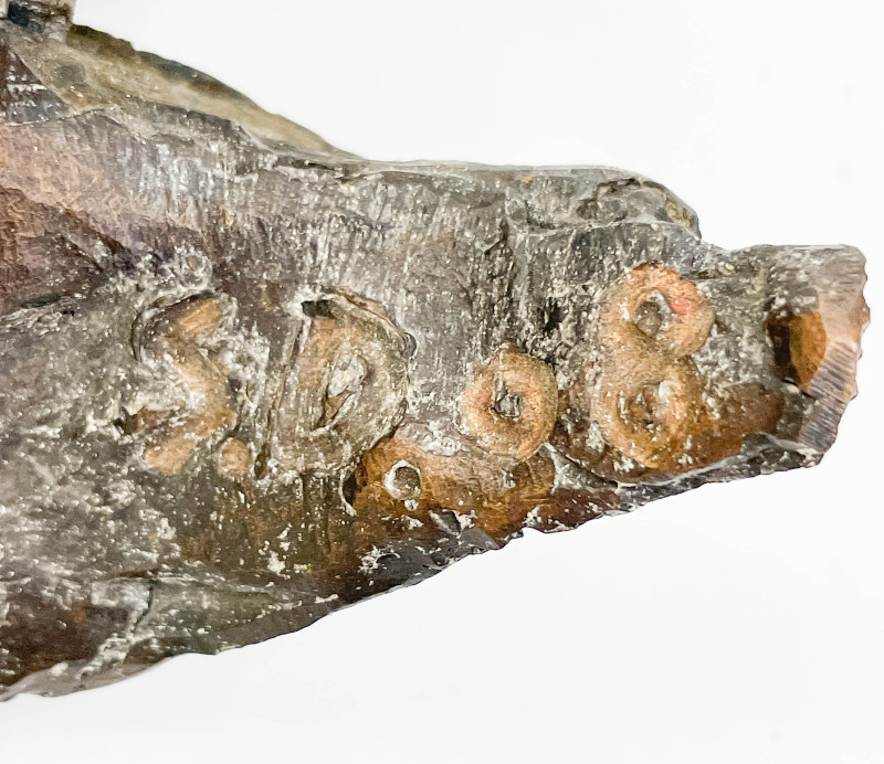 Seena Donneson - Corn Husk Wall Mounted Sculpture III