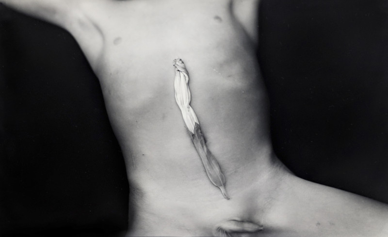 Sally Mann - Equivalent #1 Moon flower