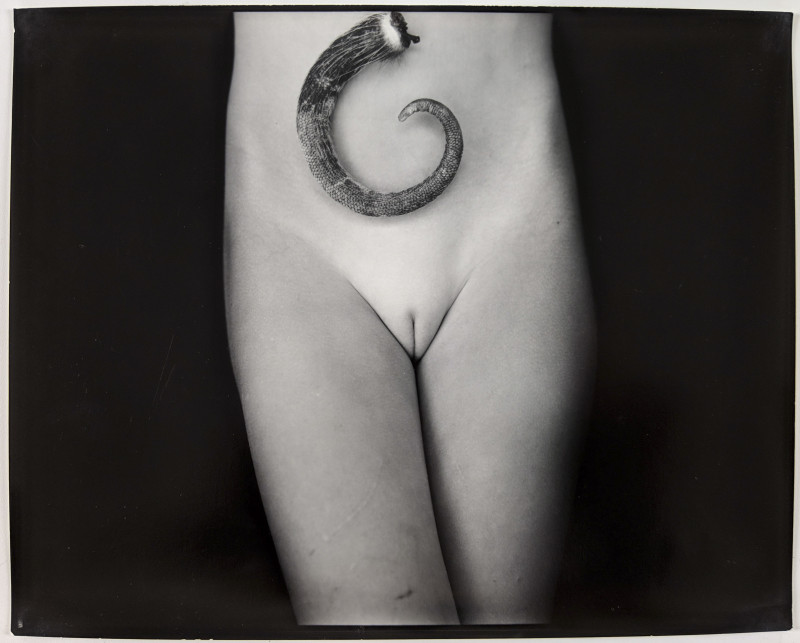 Sally Mann - Equivalent #2 Possum Tail