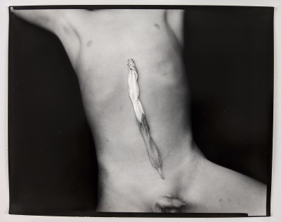 Sally Mann - Equivalent #1 Moon flower