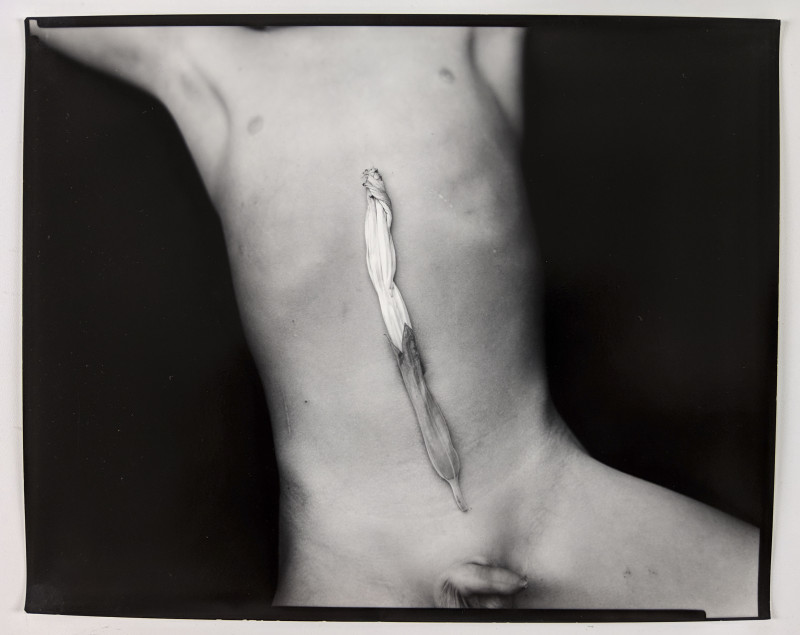 Sally Mann - Equivalent #1 Moon flower