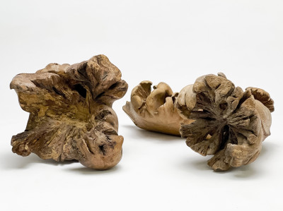 Rootwood or Burl Sculptures Carved with Lizard Form, Group of 2