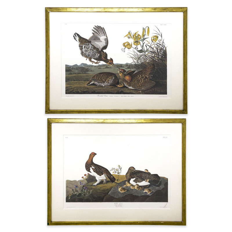 John James Audubon - Pinnated Grous / Willow Grous (2 Works)