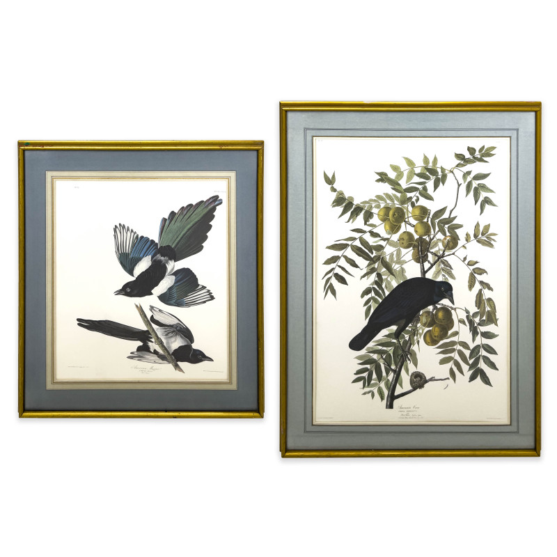 John James Audubon - American Crow / American Magpie (2 Works)