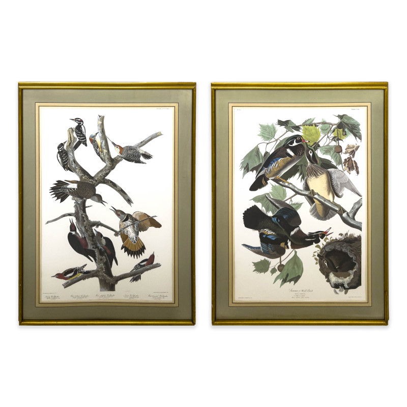 John James Audubon - Woodpeckers / Wood Duck (2 Works)