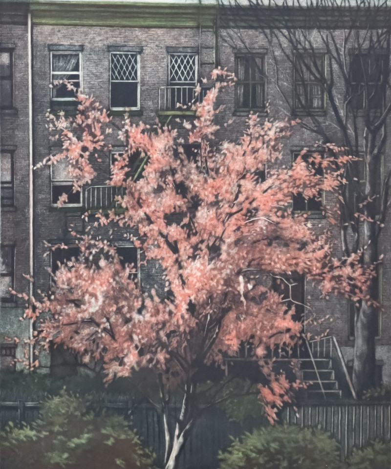 Frederick Mershimer - Untitled (Tree in Bloom)