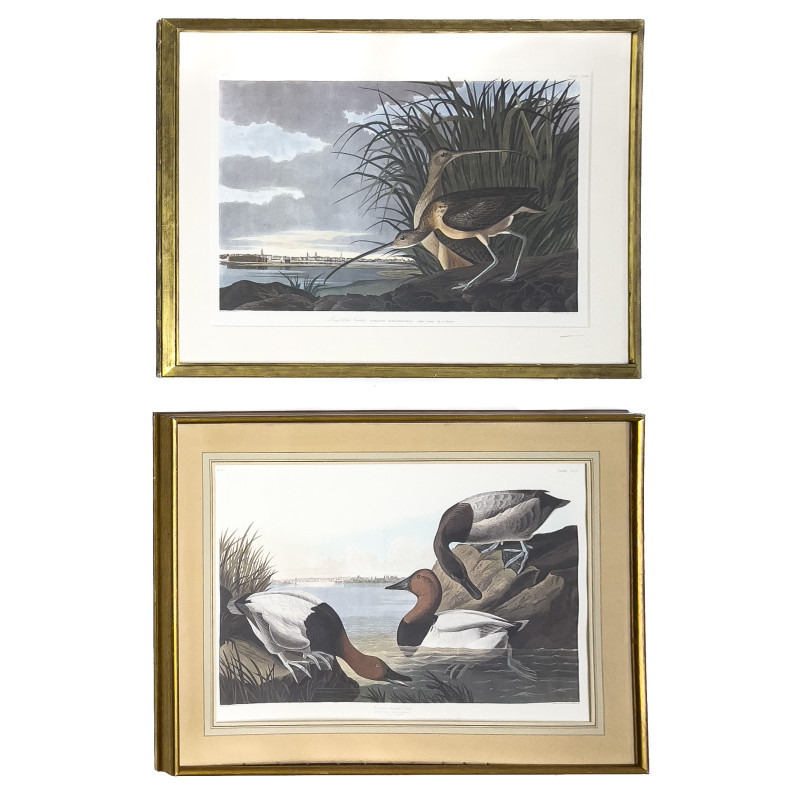 John James Audubon - Long Billed Curlew / Canvas Backed Duck, 2 Works