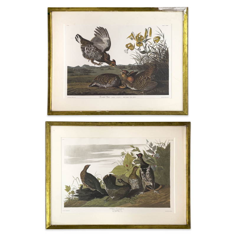 John James Audubon - Canada Grouse / Pinnated Grous, 2 Works