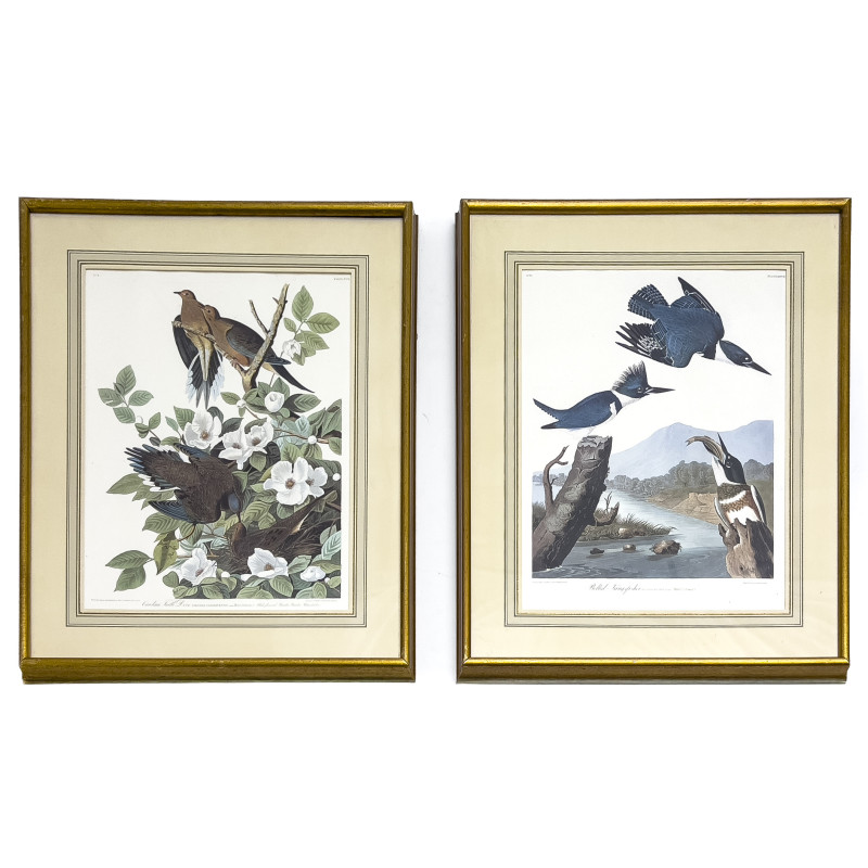 John James Audubon - Belted Kingsfisher / Carolina Turtle Dove, 2 Works