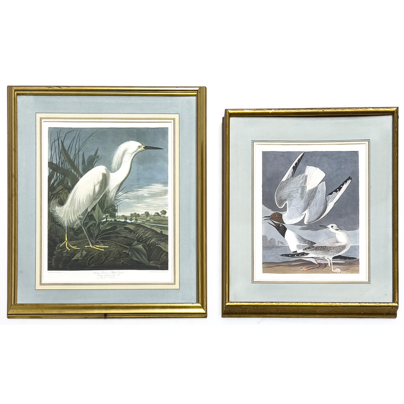 John James Audubon - Snowy Heron / Bonapartian Gull, 2 Works