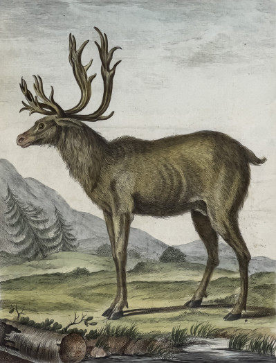 Animal Prints, Group of 4