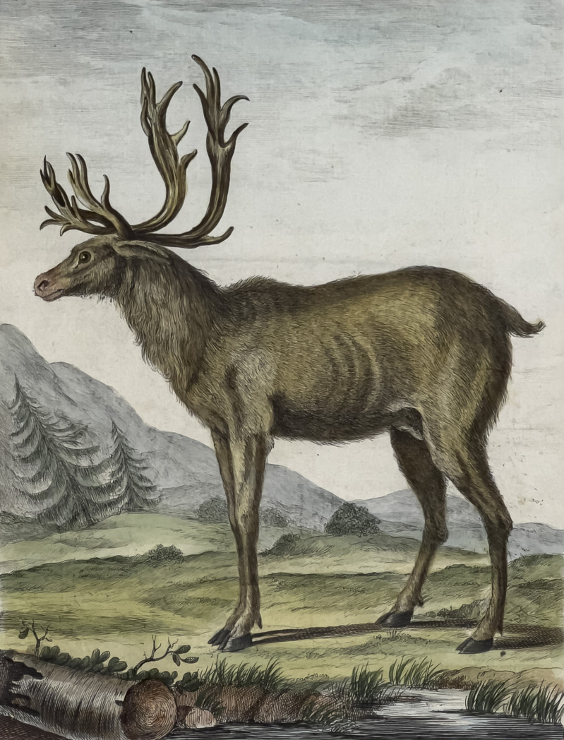 Animal Prints, Group of 4