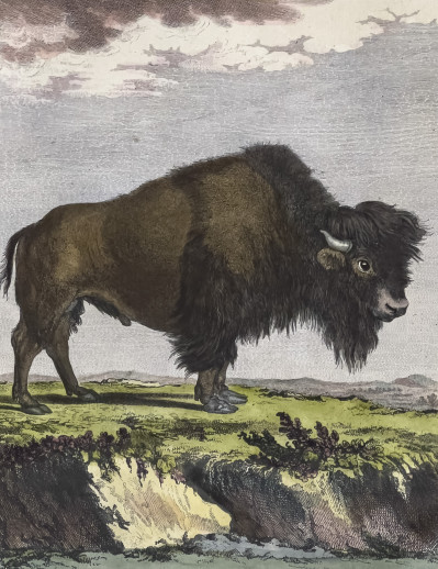 Animal Prints, Group of 4