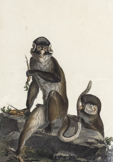 Animal Prints, Group of 4