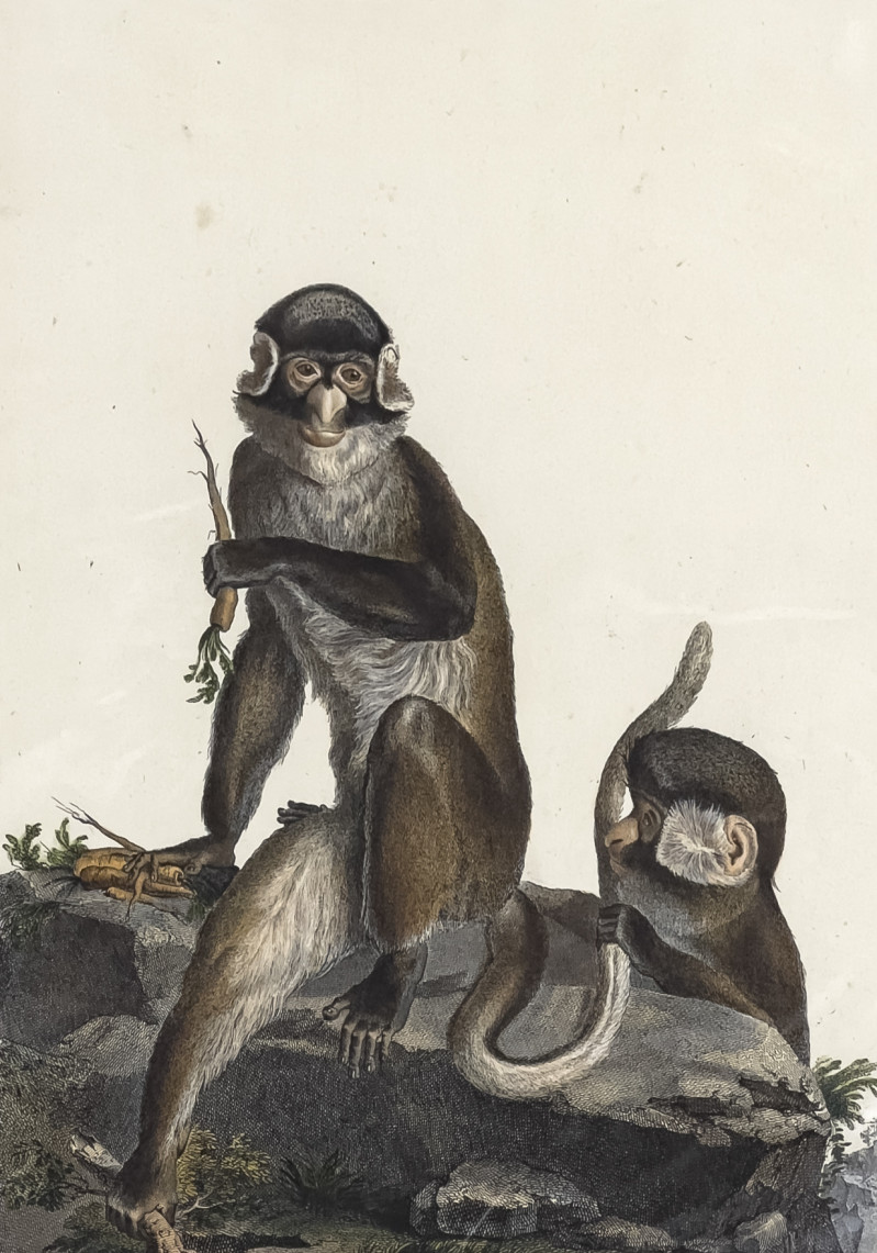 Animal Prints, Group of 4