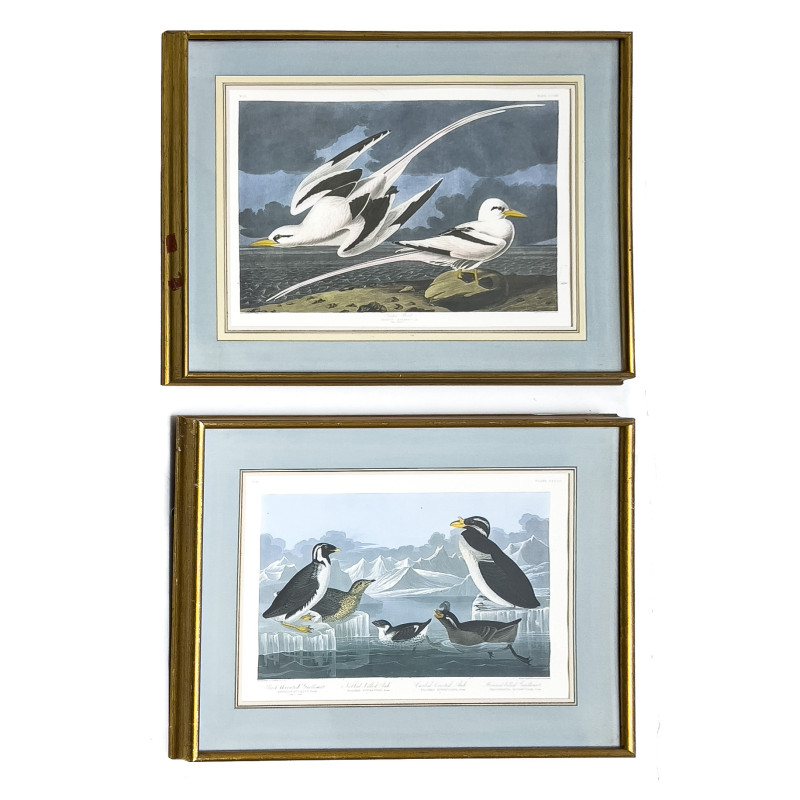 John James Audubon - Nobbed-Billed Auk / Tropic Bird, 2 Works