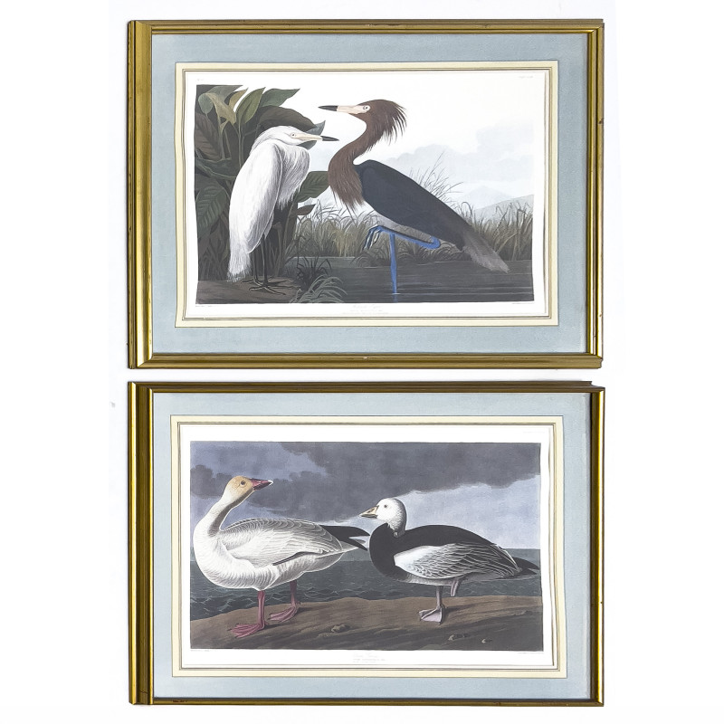 John James Audubon - Snow Goose / Reddish Egret, 2 Works