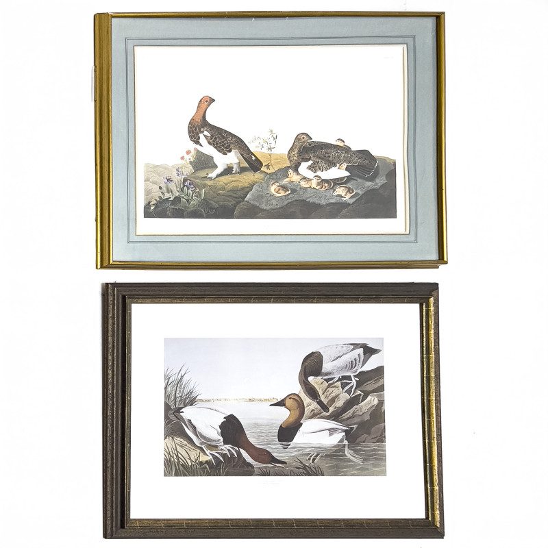John James Audubon - Canvas Backed Duck / Willow Grous, 2 Works
