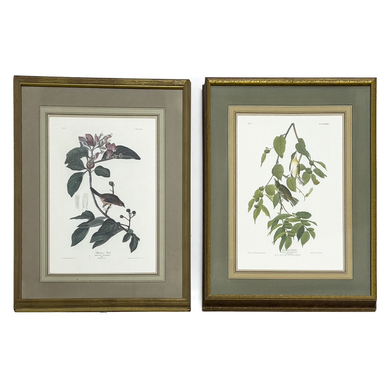 John James Audubon - Autumnal Warbler / Bachmans Finch, 2 Works