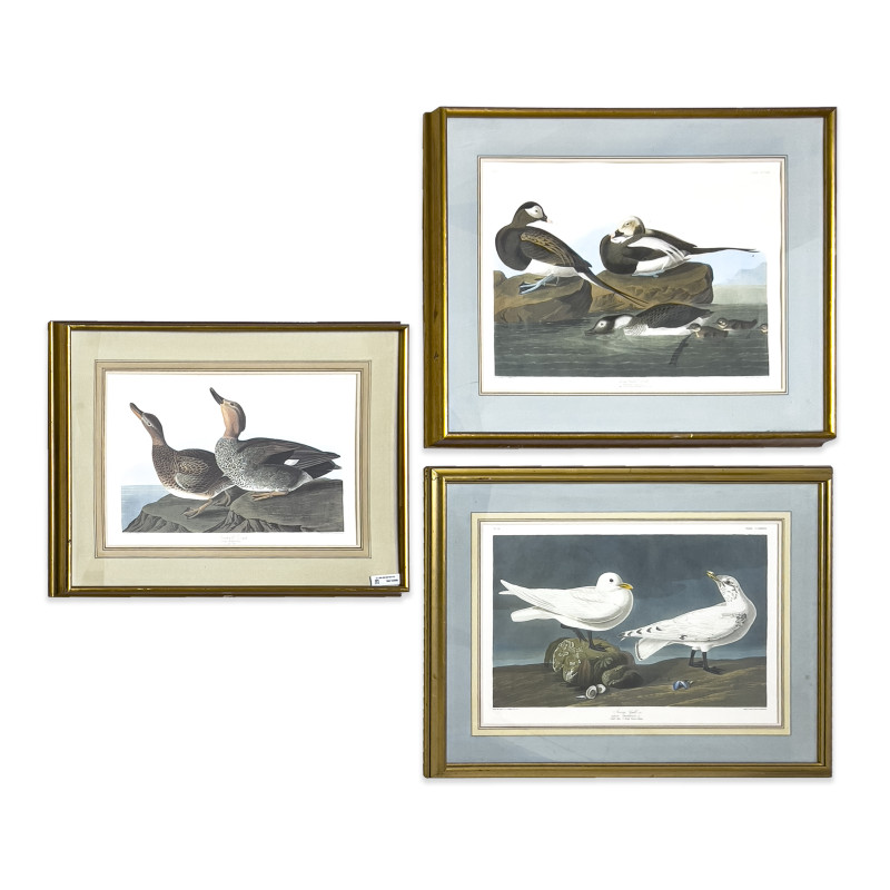 John James Audubon - Ivory Gull / Gadwall Duck / Long-Tailed Duck, 3 Works