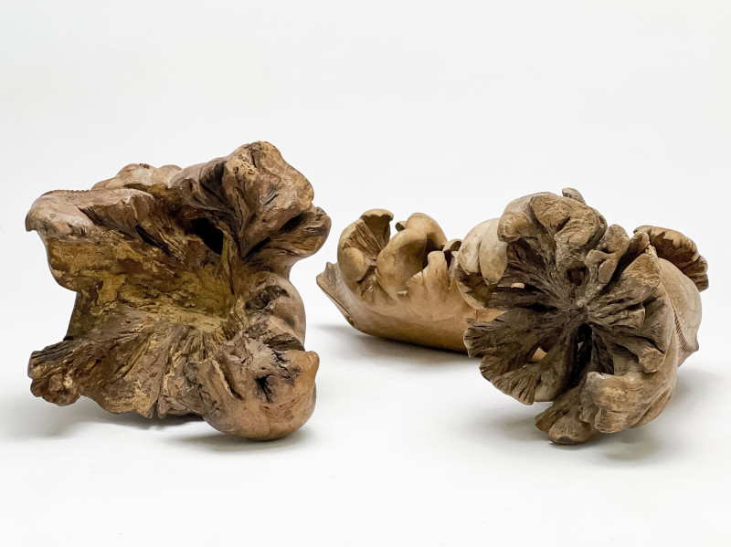Rootwood or Burl Sculptures Carved with Lizard Form, 2 Works