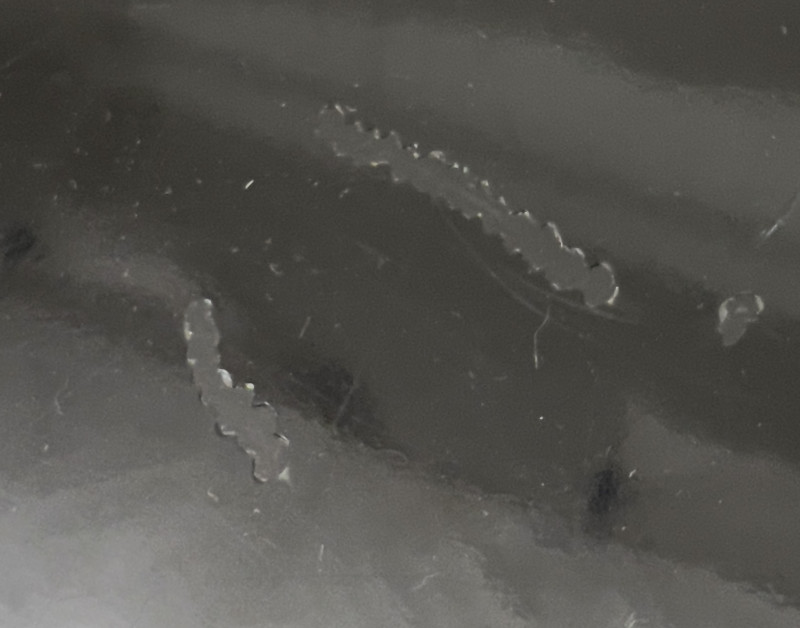 Calvin Klein - Bedside Tables, Pair