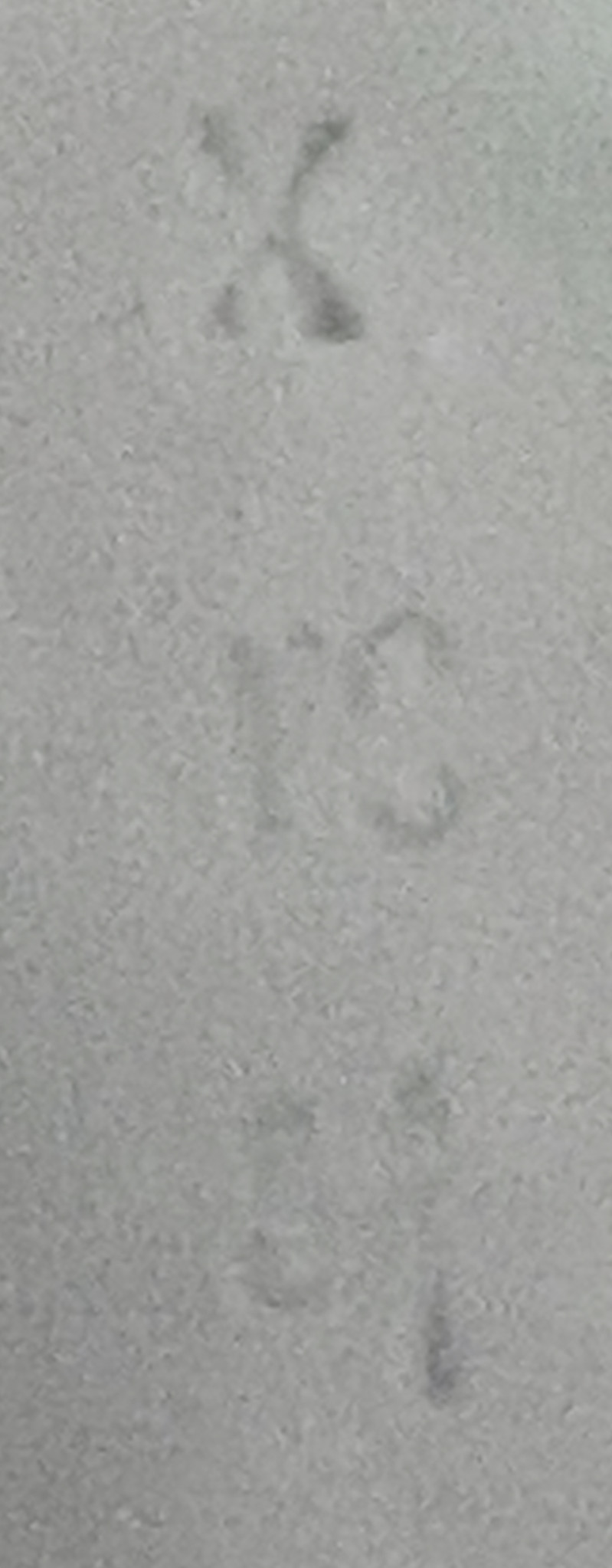 English Imari Style Cobalt Blue and Gold Tea Service