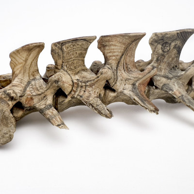 Tribal Painted Vertebrae