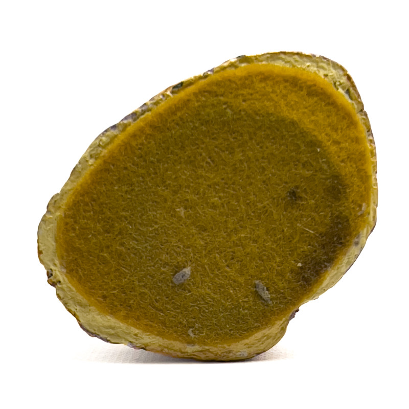 Gemma Taccogna and Others - Paper Mache Busts, Group of 6