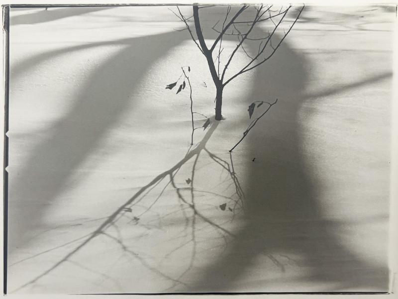 Ralph Steiner - Sapling in the Snow