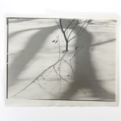 Ralph Steiner - Sapling in the Snow