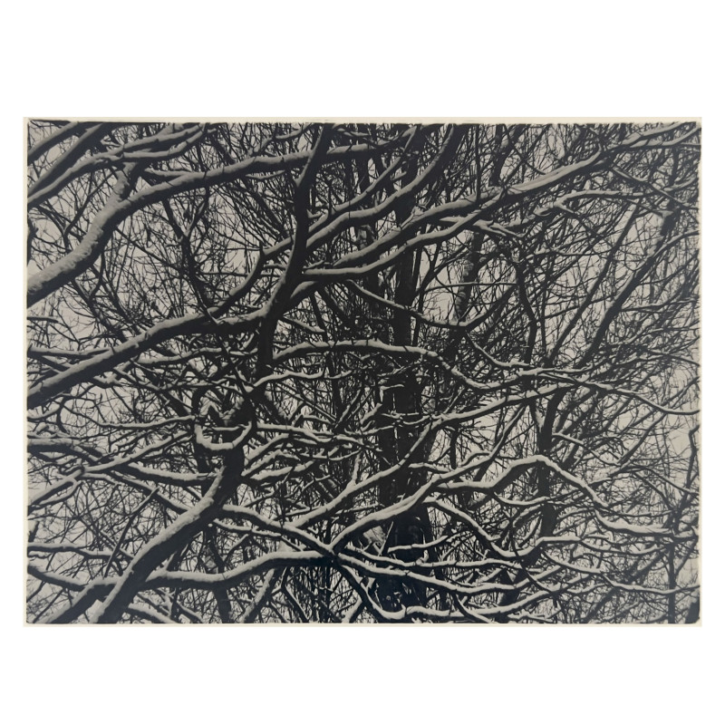 Ralph Steiner - Untitled (Branches in the Snow)