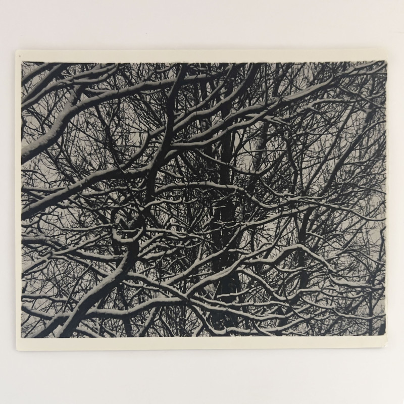 Ralph Steiner - Untitled (Branches in the Snow)