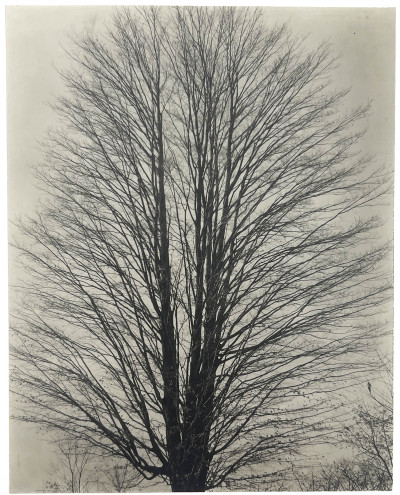 Image for Lot Ralph Steiner - Untitled (Tree with Bare Branches)