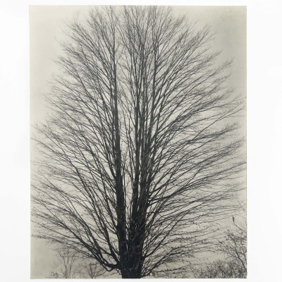 Ralph Steiner - Untitled (Tree with Bare Branches)