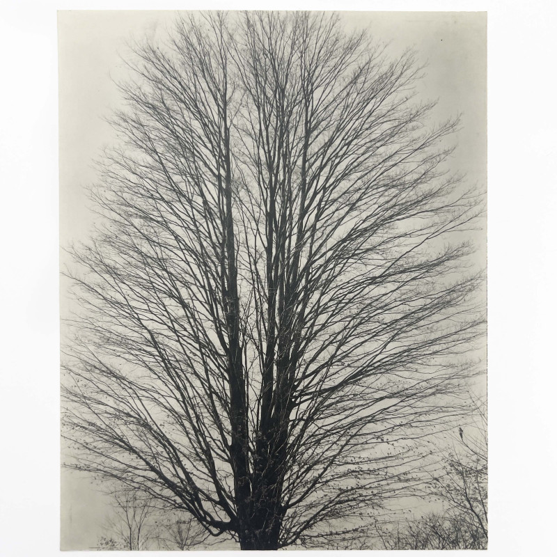 Ralph Steiner - Untitled (Tree with Bare Branches)