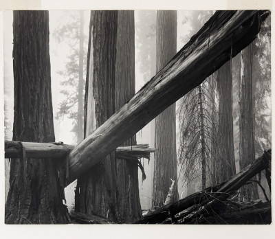 Image for Lot Bruce Barnbaum - Fallen Sequoias