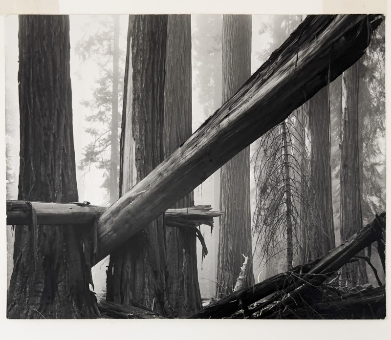 Bruce Barnbaum - Fallen Sequoias